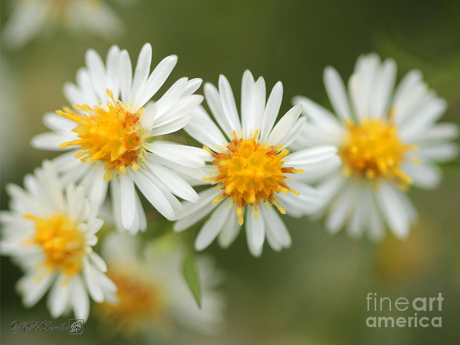 Wildflower named White Panicle Aster #1 Photograph by J McCombie