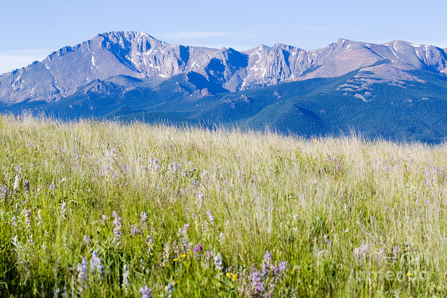Wildflowers and Pikes Peak in the Pike National Forest #3 Photograph by Steven Krull