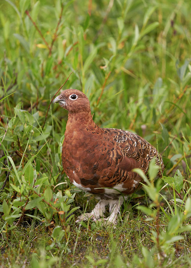 Birds Photograph - Willow Ptarmigan by Doug Herr Birds Photograph - Willow Ptarmigan by Doug Herr
