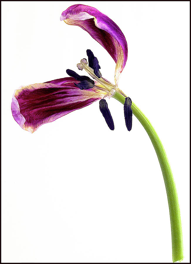 Wilting purple petaled tulip #3 Photograph by Anders Kustas