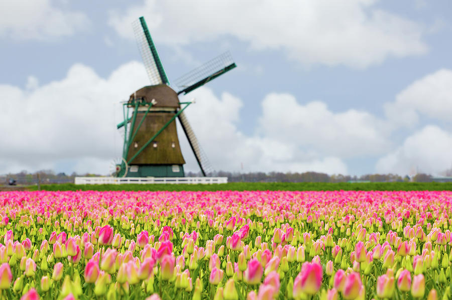Windmills and Tulips, Holland #3 Photograph by Francesco Riccardo Iacomino