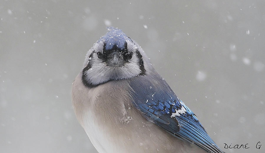Winter Blue Jay #3 Photograph by Diane Giurco
