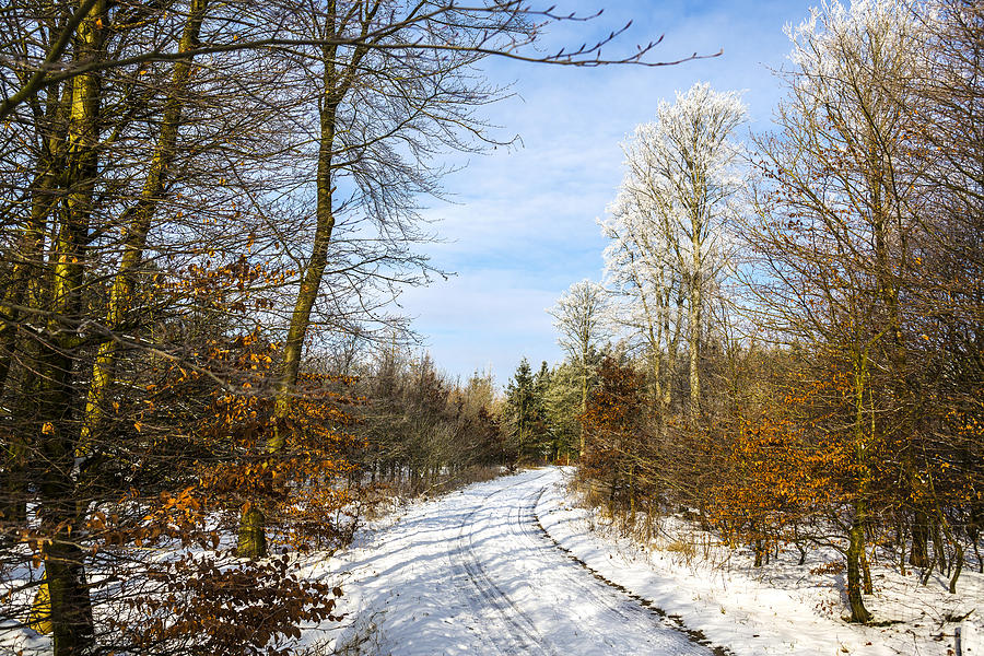 Winter #3 Photograph by Elmer Jensen