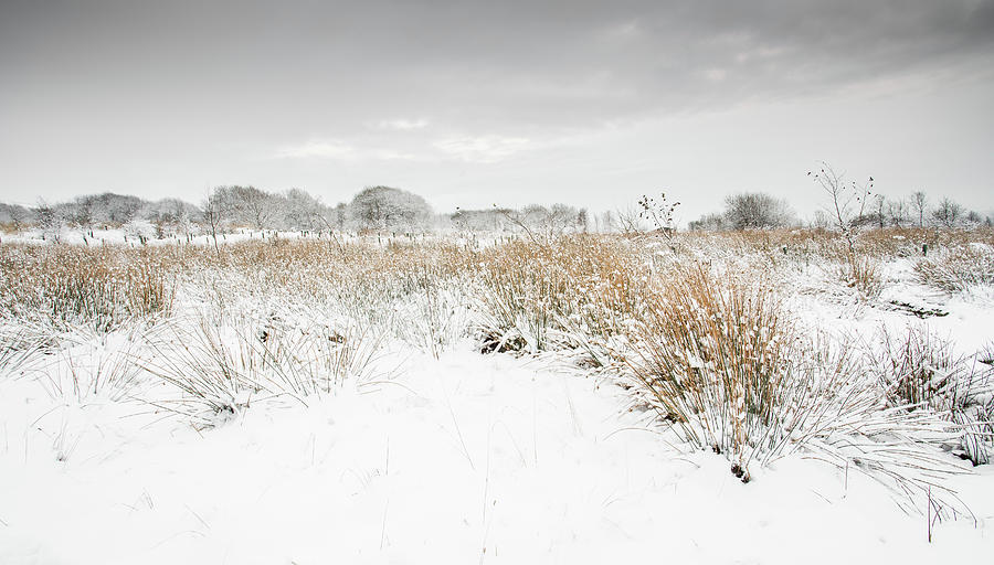 Winter Landscape #3 Digital Art by Mike Taylor
