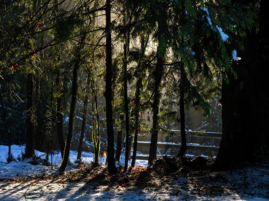 Winter Light  #1 Photograph by Inge Riis McDonald