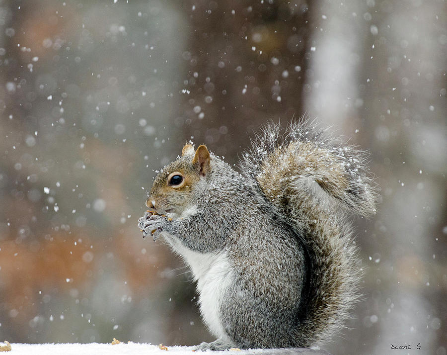 Winter Squirrel #3 Photograph by Diane Giurco