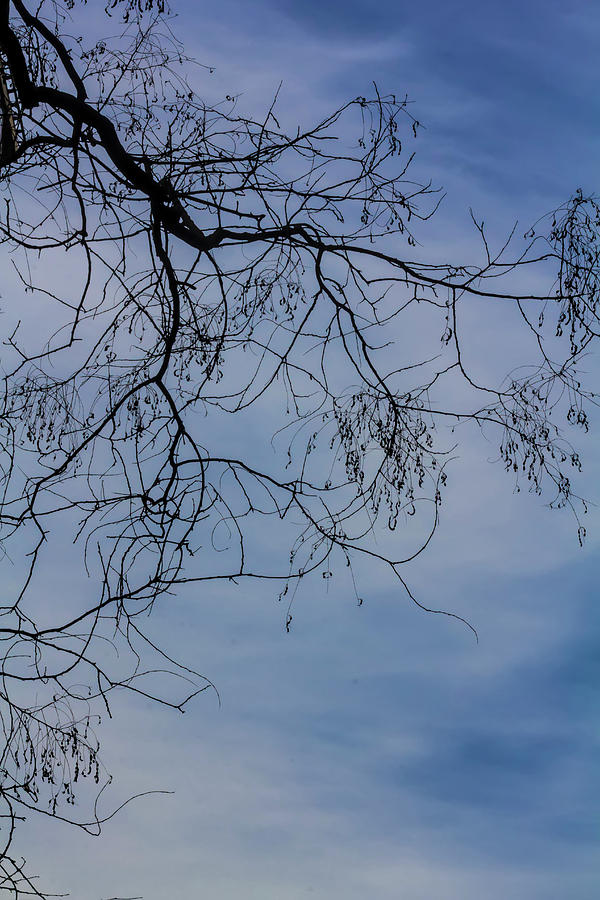 Winter Trees Sky and Clouds #3 Photograph by Robert Ullmann