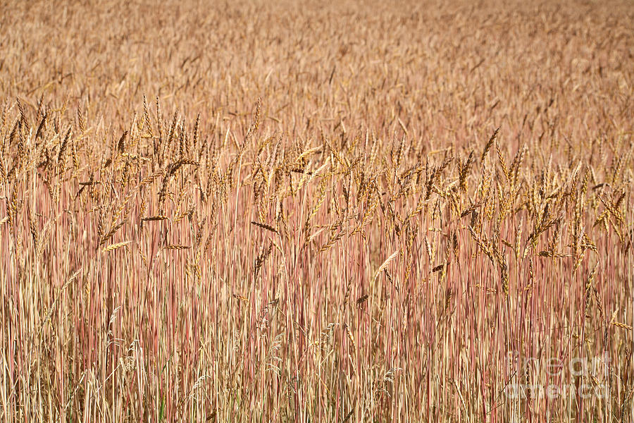 Winter Wheat #3 Photograph by Ted Kinsman