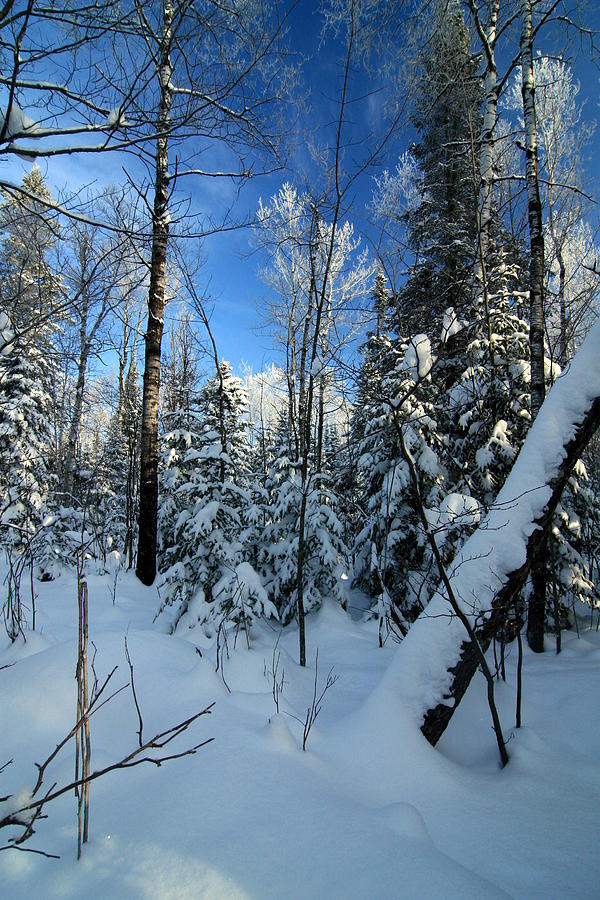 Winter Wonderland #3 Photograph by Rick Rauzi