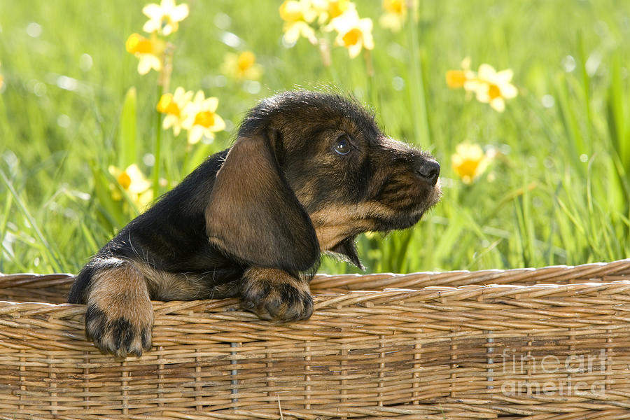 Wire-haired Dachshund Puppy #2 Photograph by Jean-Louis Klein and Marie-Luce Hubert