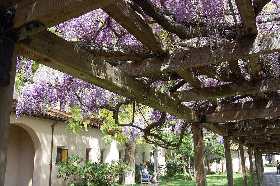 Wisteria Arbor #3 Photograph by Carolyn Donnell