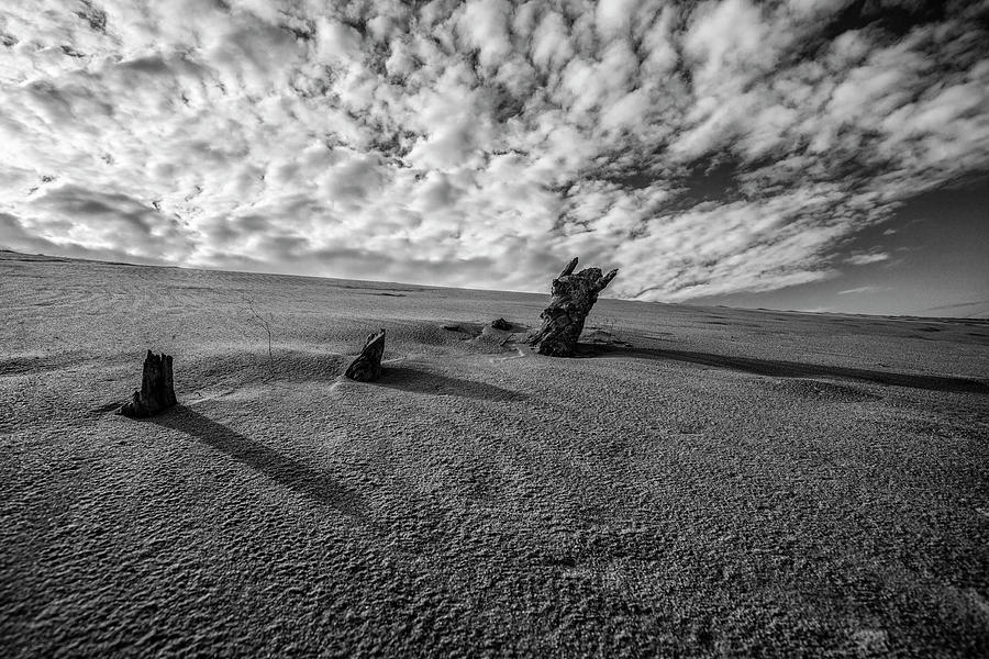 3 Wood At The Dunes Black And White  Photograph by John McGraw