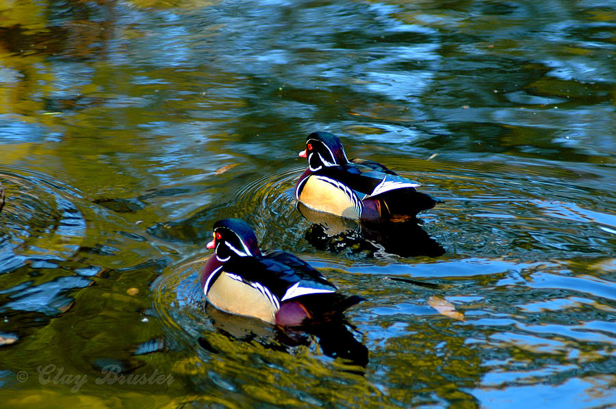 Wood Duck #3 Photograph by Clayton Bruster