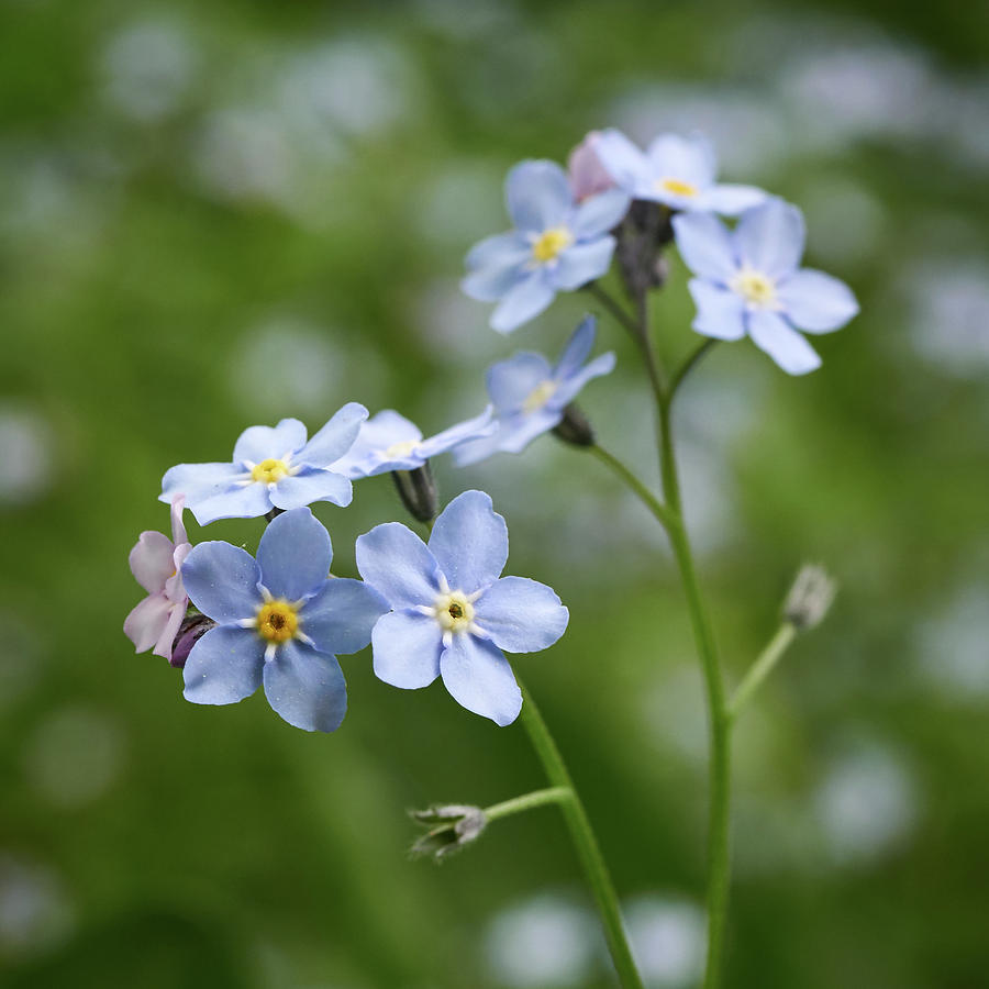 Wood forget me not #3 Photograph by Jouko Lehto