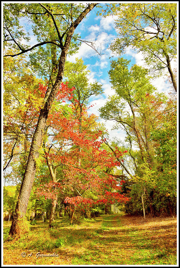 Woodland Path in Autumn #3 Photograph by A Macarthur Gurmankin