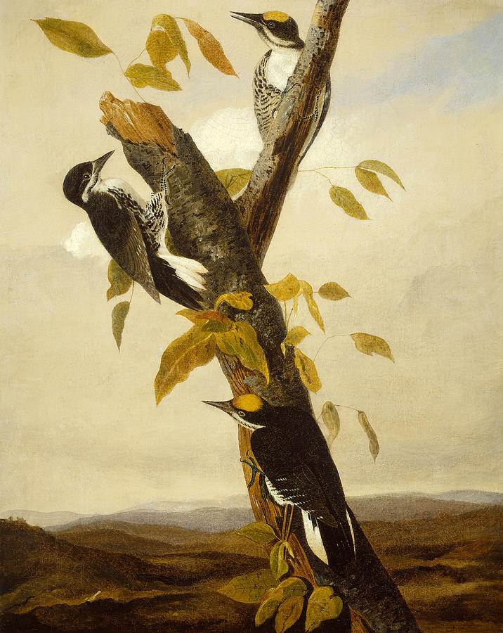 John James Audubon Painting - Woodpeckers by John James Audubon