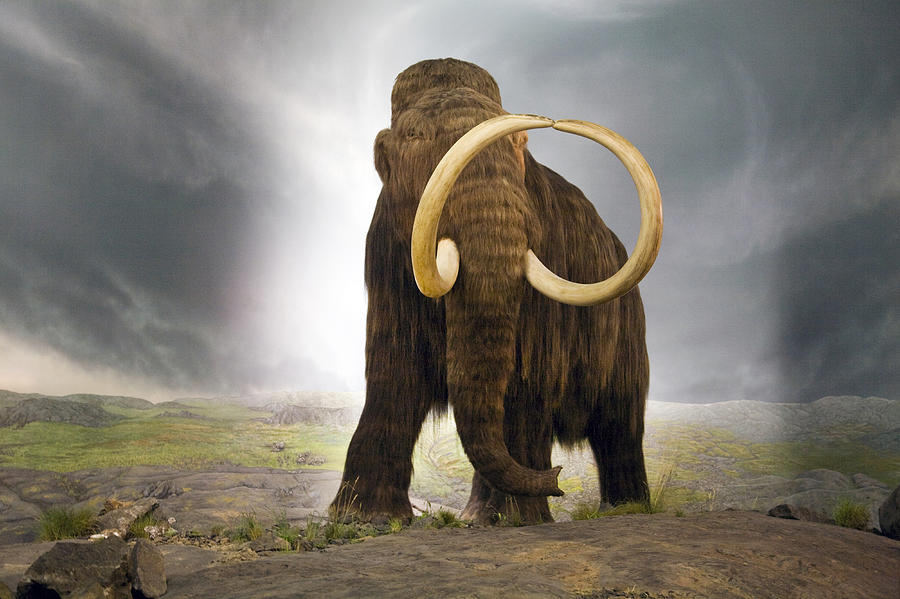 Wooly Mammoth. 
