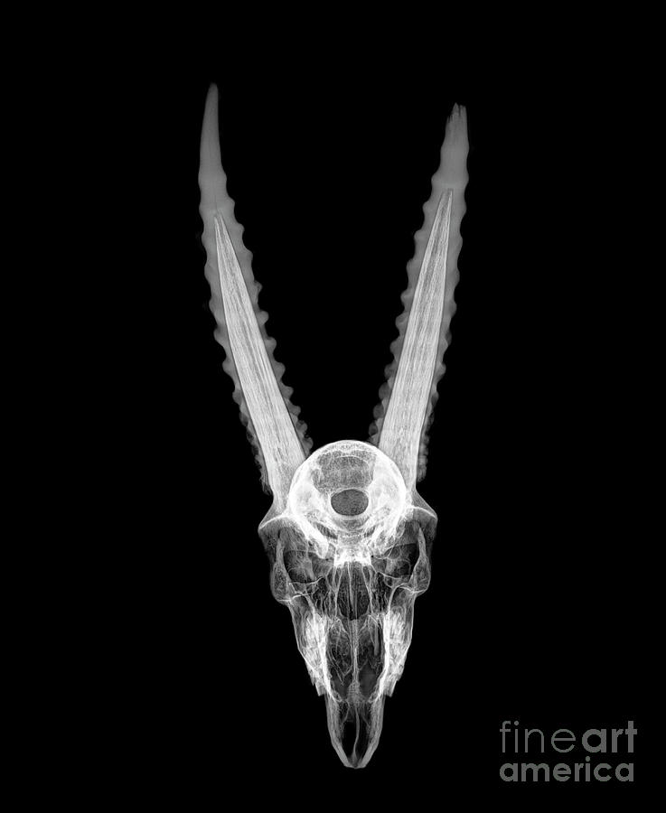 X-ray of a skull of a gazelle #3 Photograph by Guy Viner