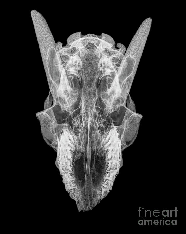 X-ray of a skull of a goat  #3 Photograph by Guy Viner