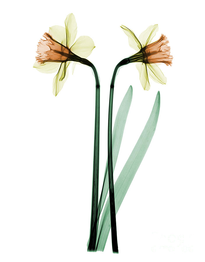 X-ray Of Daffodil Flower #2 Photograph by Ted Kinsman