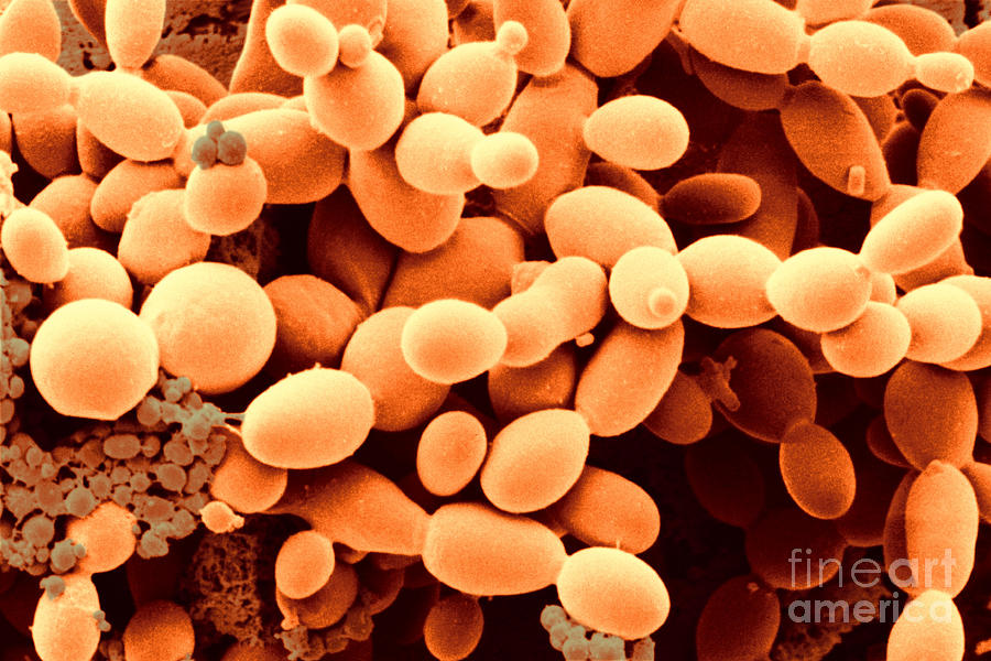 Yeast Cells #3 Photograph by Scimat