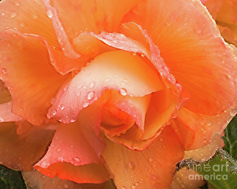 Yellow Begonia #3 Photograph by Ann Jacobson