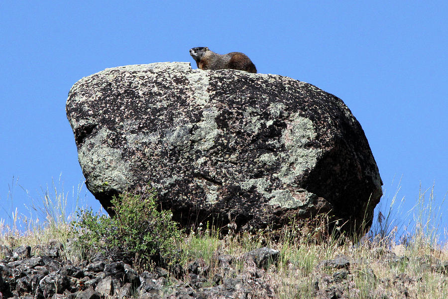Yellow-bellied Marmot Yellowstone USA #3 Photograph by Bob Savage