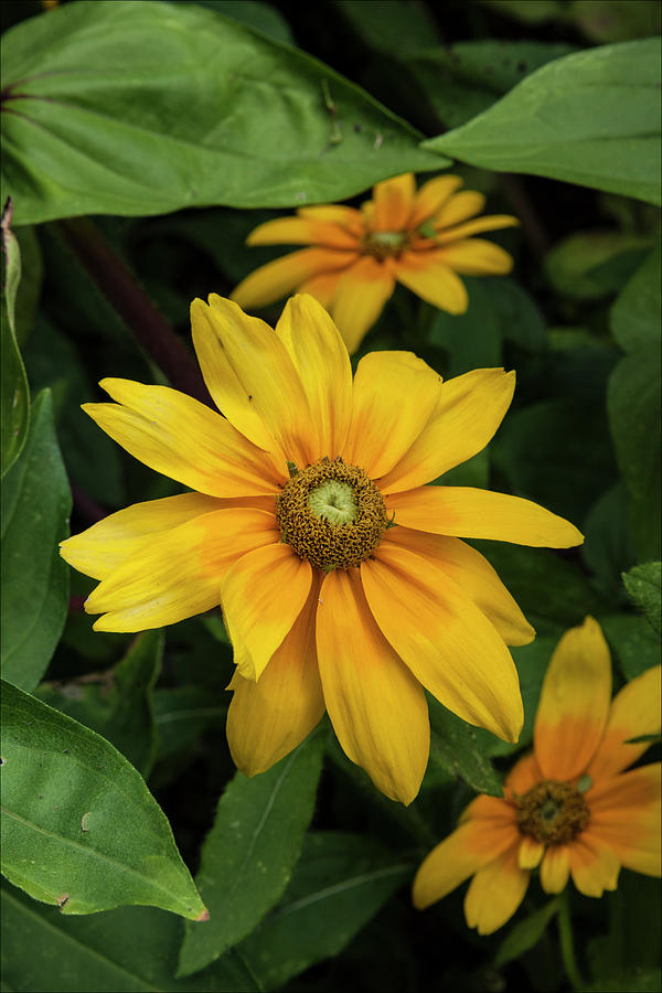 Yellow Flowers #3 Photograph by Robert Ullmann