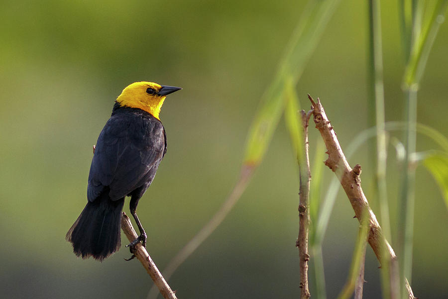 Yellow Hooded Blackbird Guarinocito Caldas Colombia #3 Photograph by Adam Rainoff