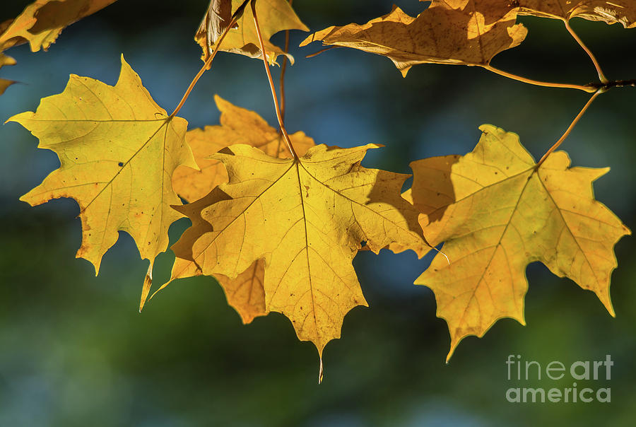 3 Yellow Maple Leaves Photograph by Cheryl Baxter