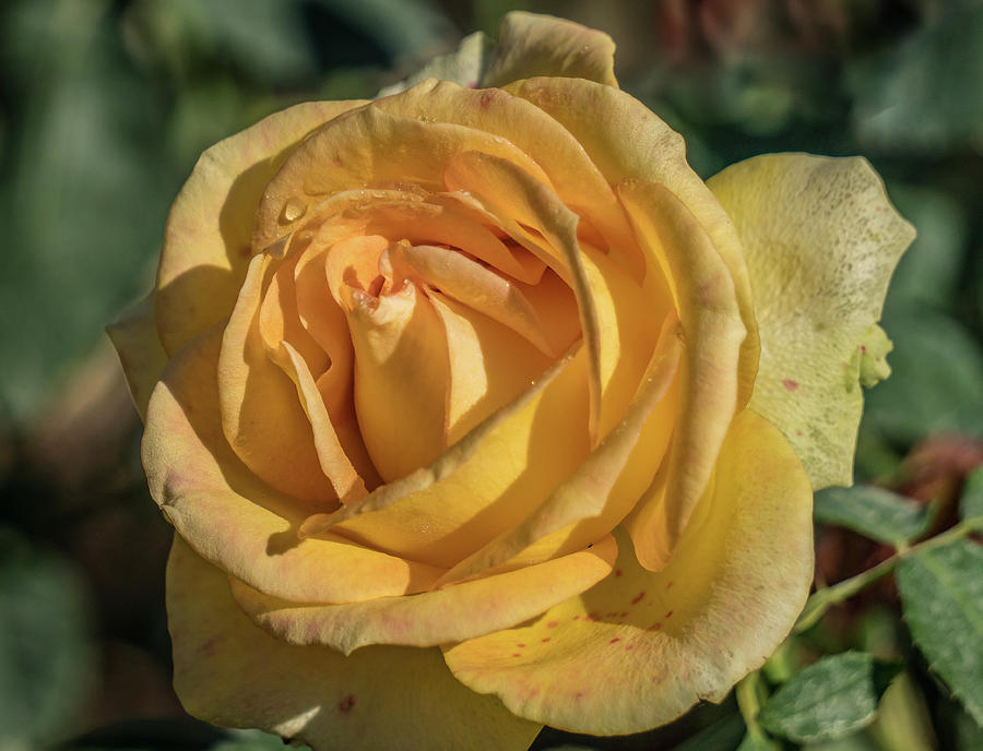 Yellow rose #3 Photograph by Jane Luxton