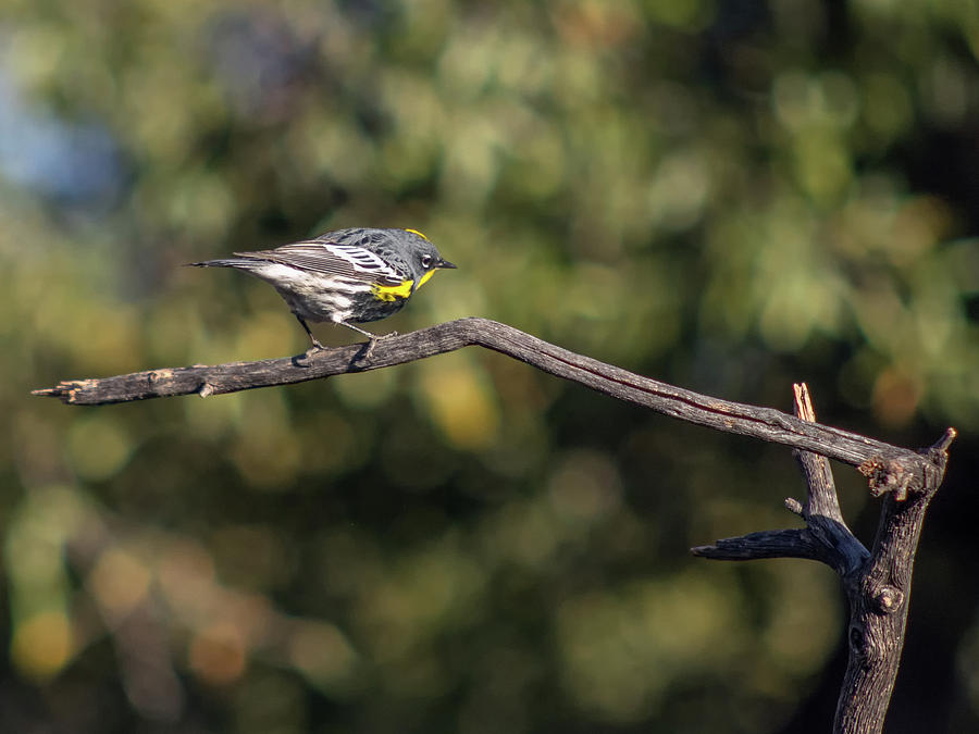 Yellow-rumped Warbler #3 Photograph by Tam Ryan