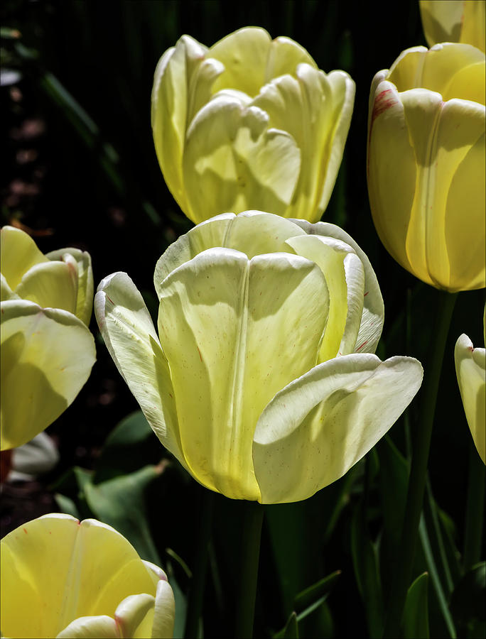 Yellow Tulips #3 Photograph by Robert Ullmann