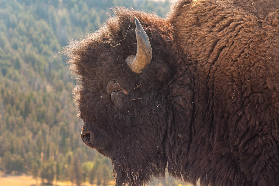 Yellowstone Bison Photograph by Brenda Jacobs