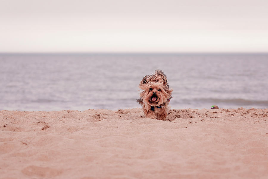 York dog playing on the beach. #3 Photograph by Peter Lakomy