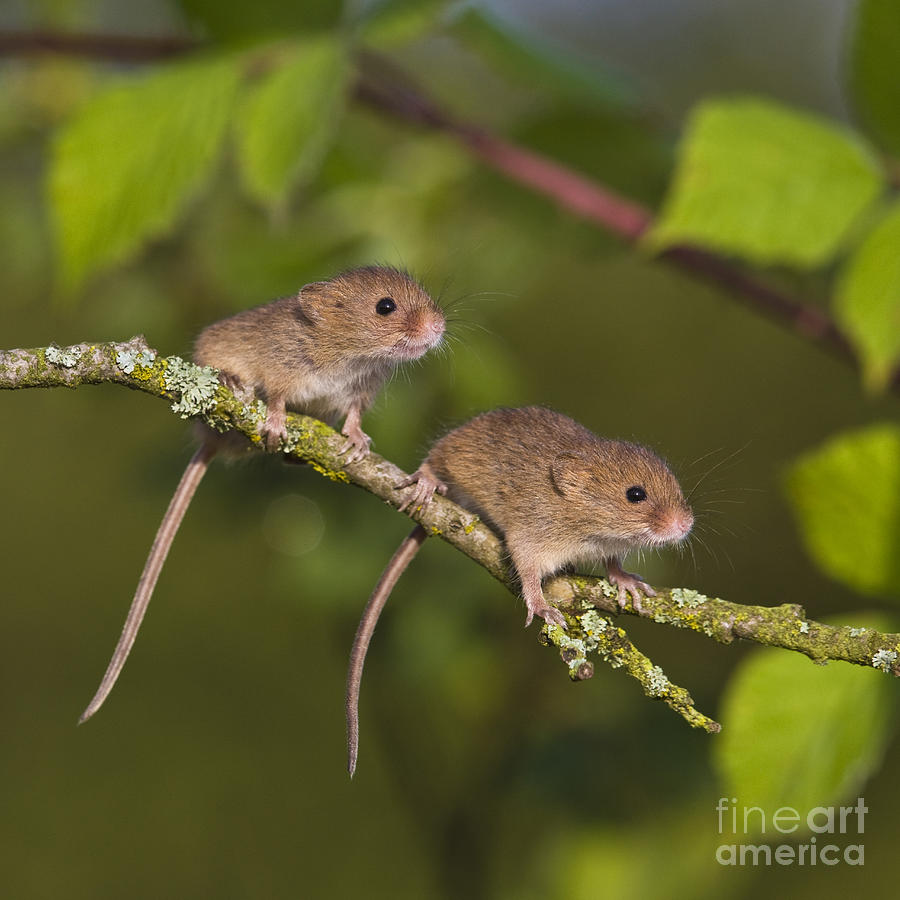 Mouse Photograph - Young Eurasian Harvest Mice by Jean-Louis Klein and Marie-Luce Hubert