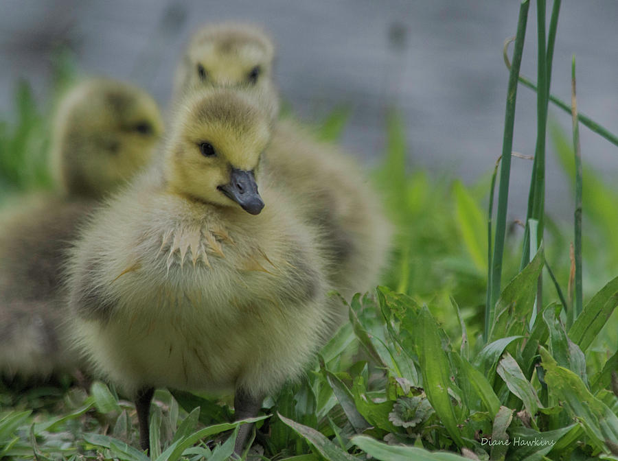 3 Young Goslings Photograph