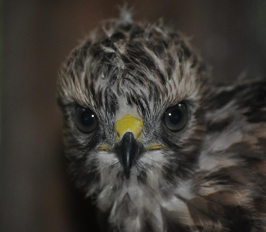 Young Red-shouldered hawk Photograph by Monteen McCord - Fine Art America