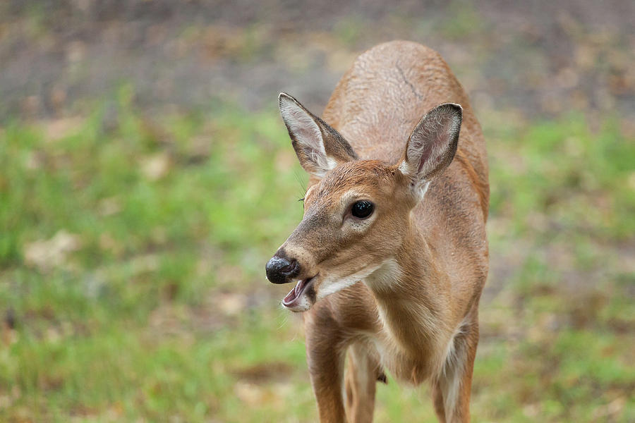 Young White-tailed Deer #3 Photograph by Erin Cadigan
