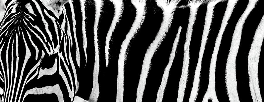 Zebra Photograph - Zebra Stripes #3 by Martin Newman