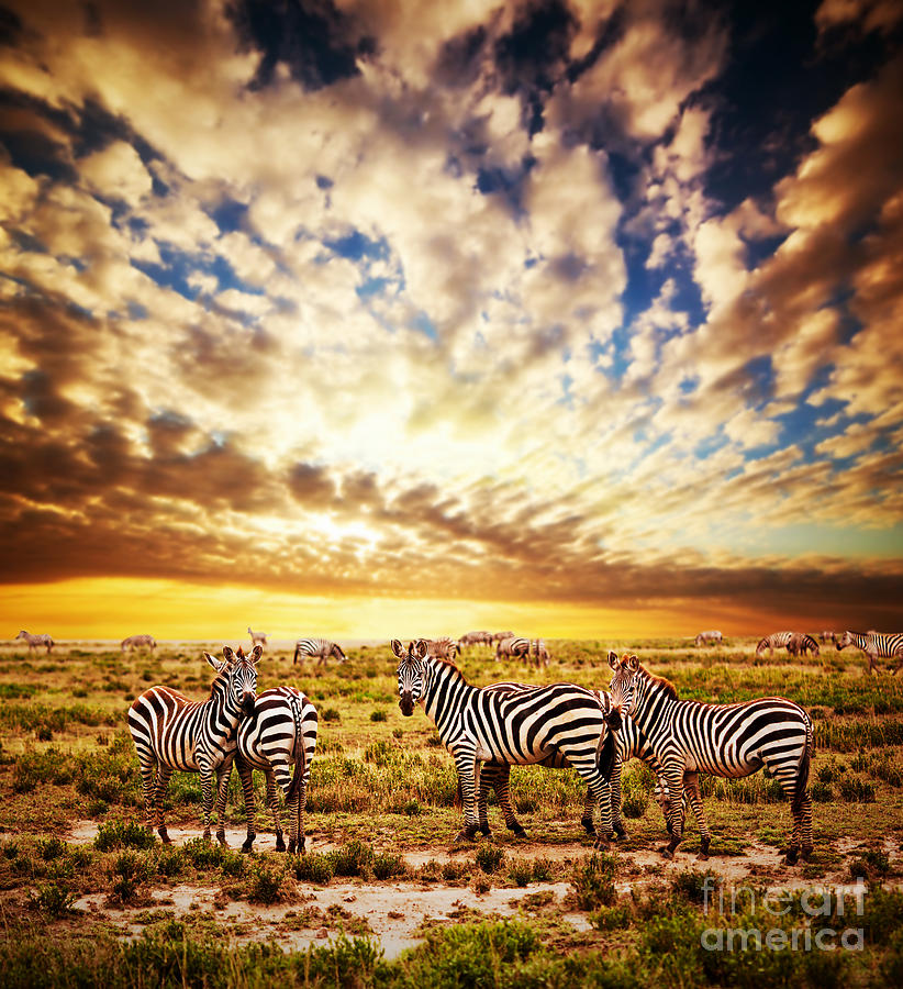 Wildlife Photograph - Zebras herd on African savanna at sunset. #3 by Michal Bednarek