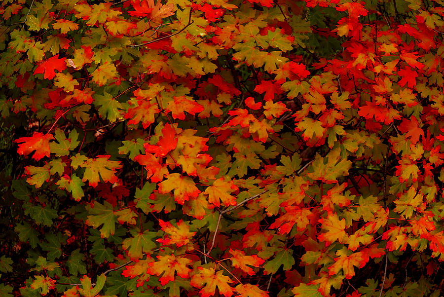 Zion Autumn Photograph