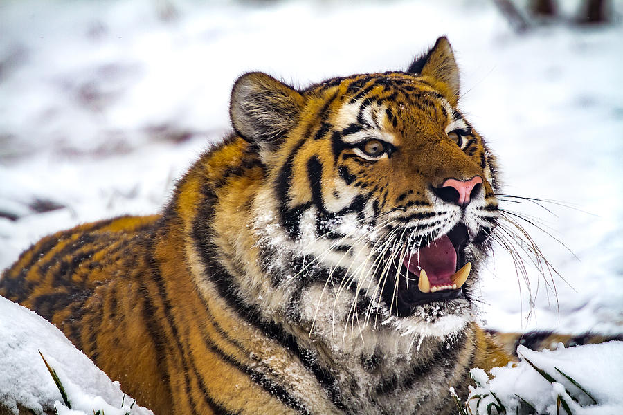 Zoya The Amur Tiger #3 Photograph by Ron Pate