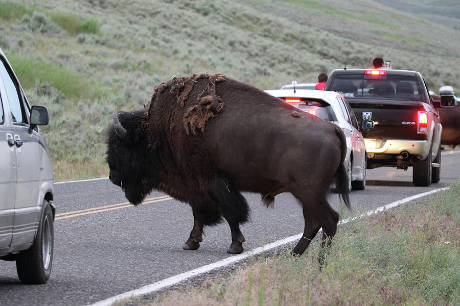American Bison Yellowstone USA #30 Photograph by Bob Savage