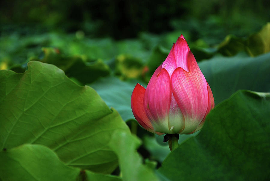 Blossoming lotus flower closeup #30 Photograph by Carl Ning