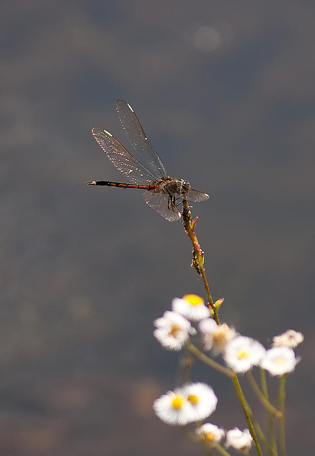 Dragonfly #30 Photograph by Gouzel -