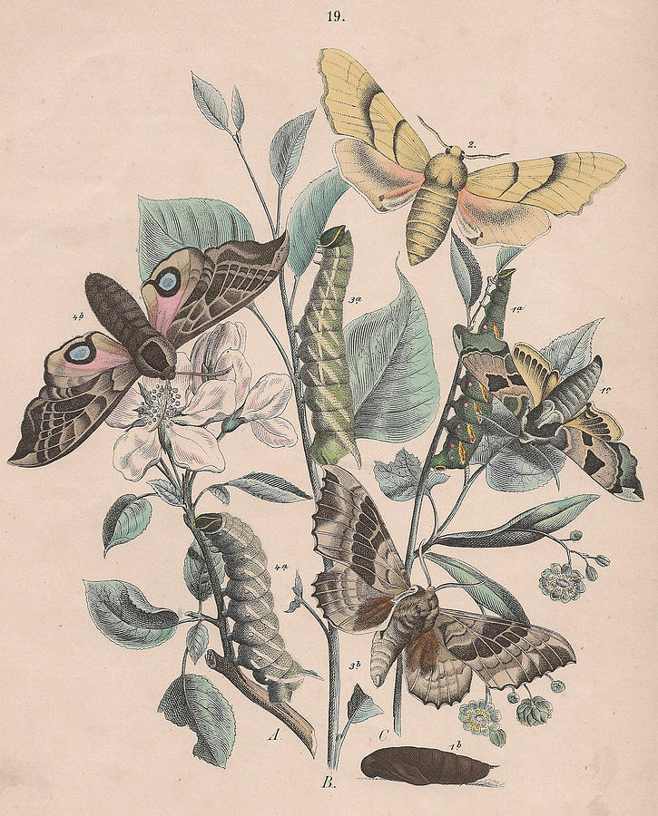 Butterfly Painting - European Butterflies ans Moths #30 by W F Kirby