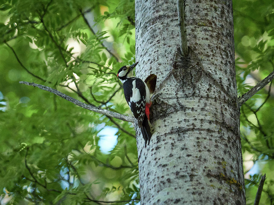 Great spotted woodpecker #30 Photograph by Jouko Lehto