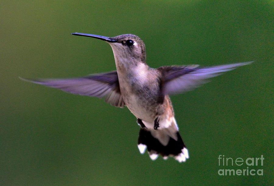 Hummingbird #30 Photograph by Marc Bittan