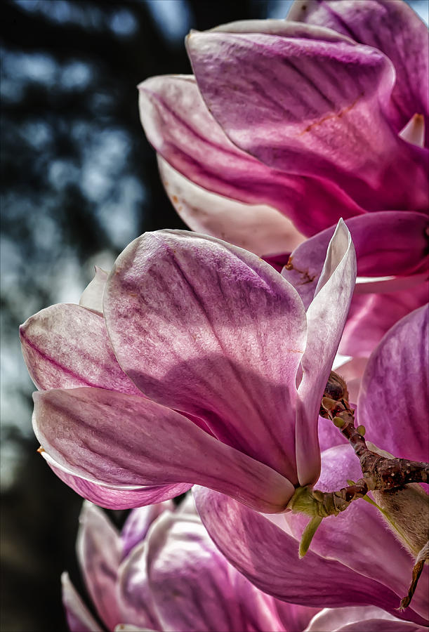 Magnolias #30 Photograph by Robert Ullmann